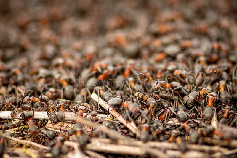 Big anthill and nest of formica rufa, also known as the red wood ant