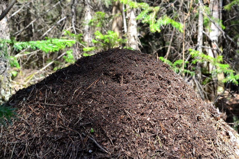 Big anthill in the wild pine urals forest. Chelyabinsk region, Russia stock photo Big anthill in the wild pine urals forest. Chelyabinsk region, Russia stock photo