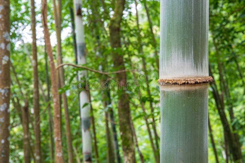 7 149 Big Bamboo Photos Free Royalty Free Stock Photos From Dreamstime