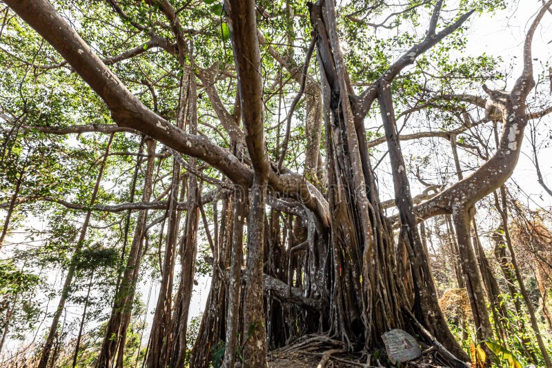 Big banyan tree in the deep forest