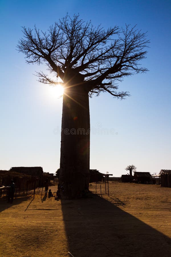 Beautiful backlit Baobab tree at the avenue of the baobabs in Madagascar. Beautiful backlit Baobab tree at the avenue of the baobabs in Madagascar