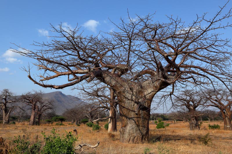 Baobab trees in Africa stock image. Image of baobab 137654827