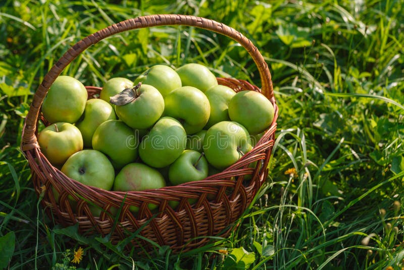 Large Green Ripe Apples in a Wicker Basket at the End of Summer in