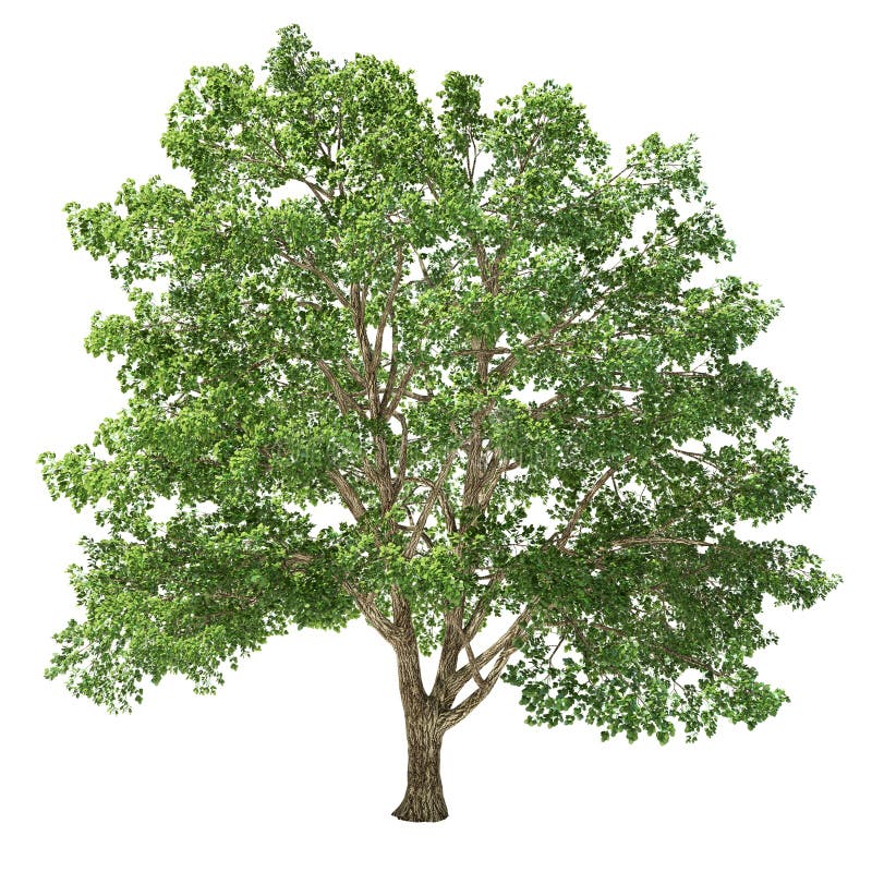 Big basswood Tree Isolated