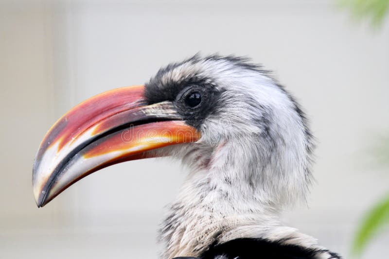 Big beak bird stock photo. Image of african, profile 35280330