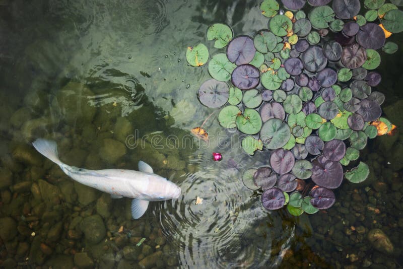 Big Beautiful Fish Swim in a Pond with Water Lilies, a Quiet Beautiful Place To Relax Stock Photo - Image of flower, classic: 195590594 Big Beautiful Fish Swim in a Pond with Water Lilies, a Quiet Beautiful Place To Relax Stock Photo - Image of flower, classic: 195590594