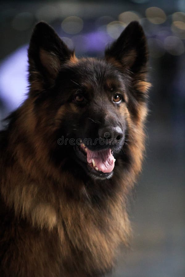Portrait of a Dog Breed Long-haired German Shepherd Stock Photo - Image of beautiful, black: 170236746 Portrait of a Dog Breed Long-haired German Shepherd Stock Photo - Image of beautiful, black: 170236746