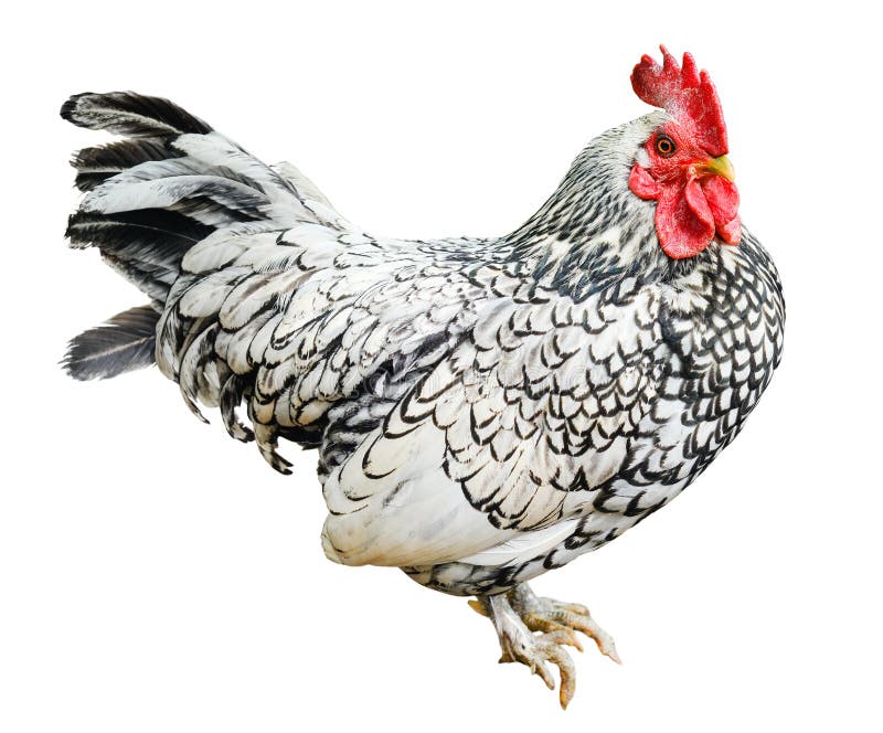 Big beautiful male rooster isolated on white background. crowing in front of white background. Farm animals.