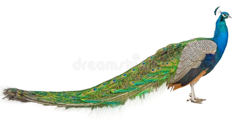 75,378 Peacock Stock Photos - Free & Royalty-Free Stock Photos from Dreamstime 75,378 Peacock Stock Photos - Free & Royalty-Free Stock Photos from Dreamstime