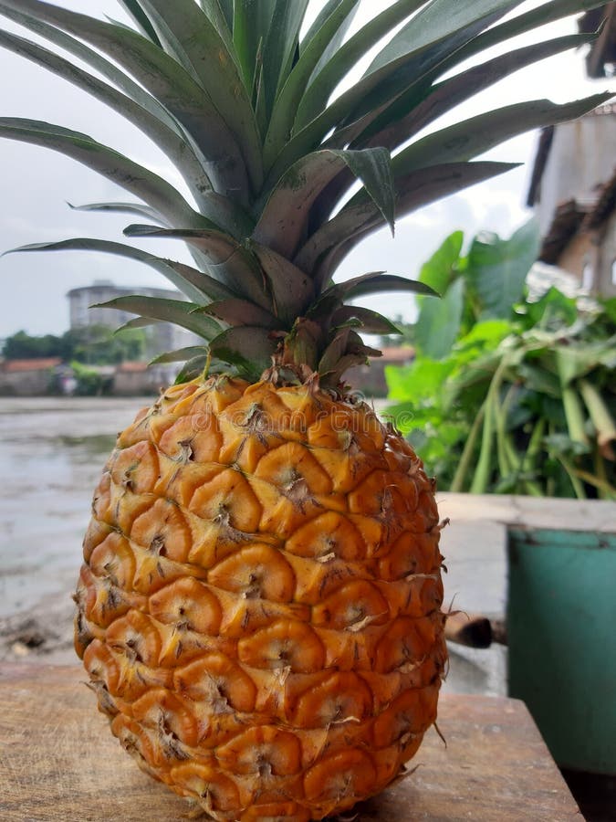 Big and Beautiful Pineapple Stock Image Image of crop, flower 248993149