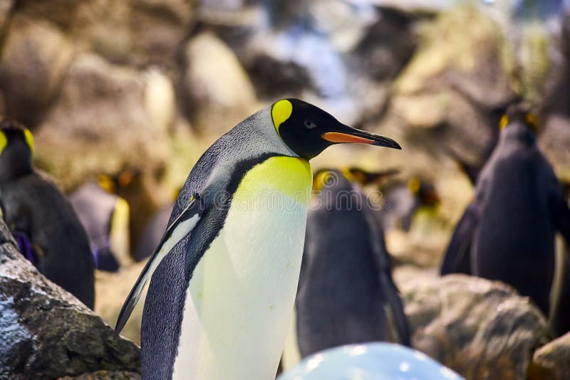 Big beautiful royal penguins in the aquarium zoo park