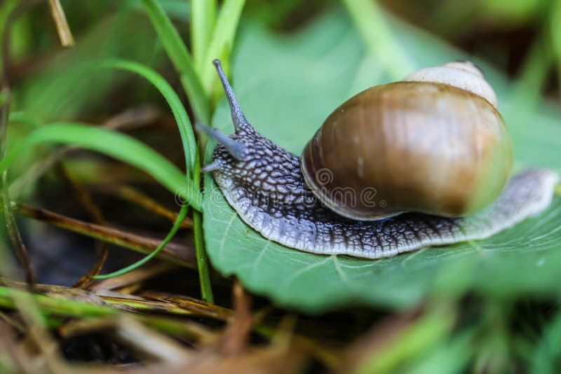 Big beautiful snail on a green leaf closeup