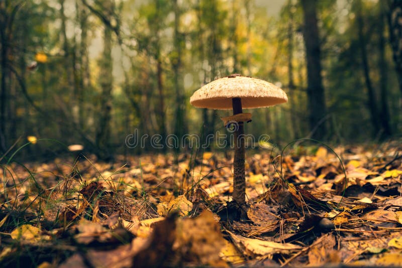 Big Beautiful Umbrella Mushroom Stock Image Image of autumn, nature