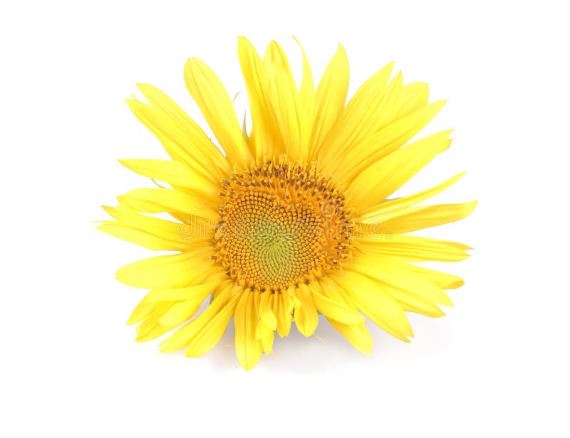 Big beautiful yellow sunflower with a leaf on a white isolated background royalty free stock photo