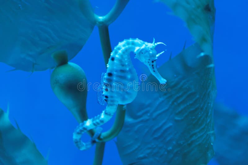 Big-belly seahorse royalty free stock images Big-belly seahorse royalty free stock images