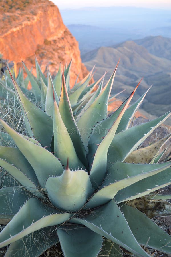 Big Bend National Park, Texas, United States stock photo Big Bend National Park, Texas, United States stock photo
