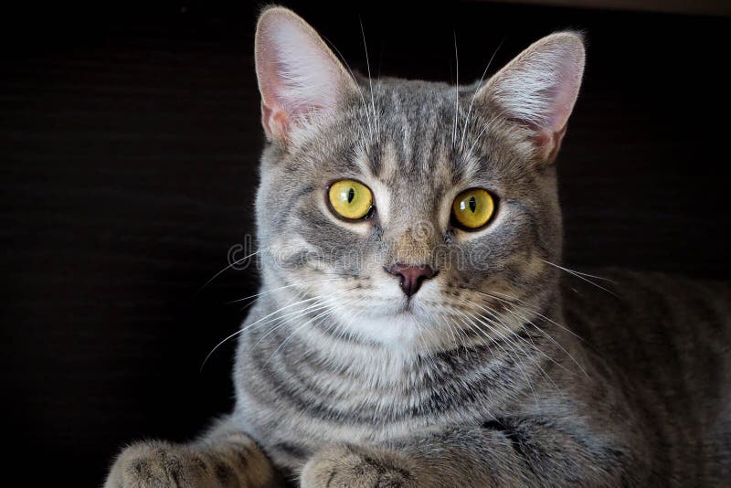 Grey Cat with Stripes on a Dark Background Stock Photo Image of background, black 215356920