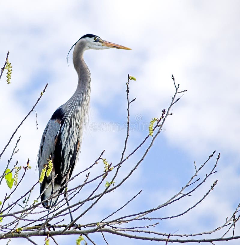 Large bird scanning the horizon. Large bird scanning the horizon