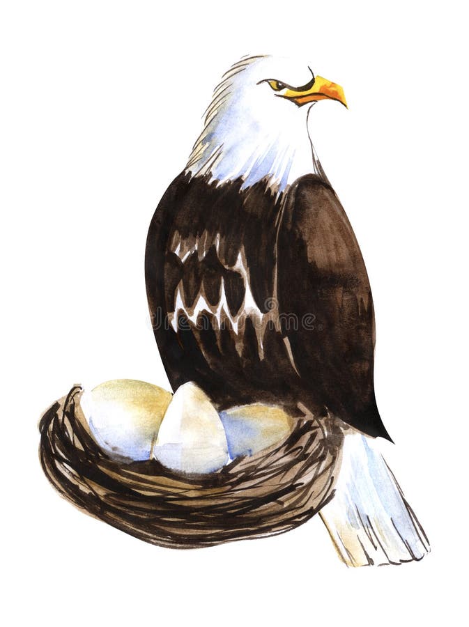 Eagle Head Mascot Vector Drawing Logo Stock Vector - Illustration of line,  high: 91253663