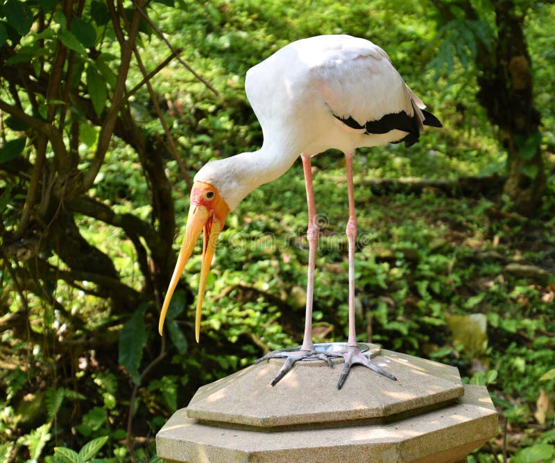 Big bird stock photo. Image of travel, historic, watching 69906182