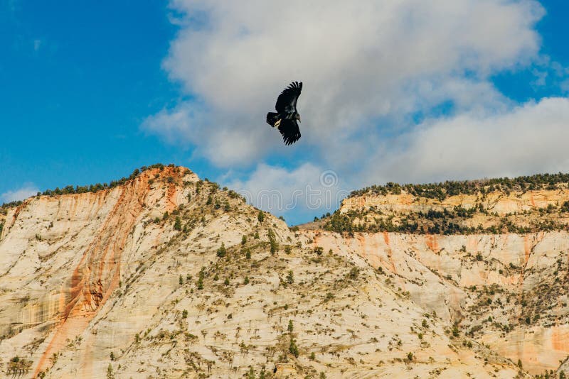 Big bird on Zion National Park in southwestern Utah near the town of Springdale, USA. Big bird Zion National Park is an American national park located in stock photos Big bird on Zion National Park in southwestern Utah near the town of Springdale, USA. Big bird Zion National Park is an American national park located in stock photos