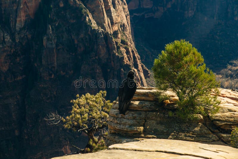 Big bird on Zion National Park in southwestern Utah near the town of Springdale, USA. Big bird Zion National Park is an American national park located in royalty free stock image Big bird on Zion National Park in southwestern Utah near the town of Springdale, USA. Big bird Zion National Park is an American national park located in royalty free stock image
