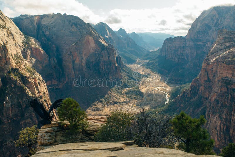 Big bird on Zion National Park in southwestern Utah near the town of Springdale, USA. Big bird Zion National Park is an American national park located in stock image Big bird on Zion National Park in southwestern Utah near the town of Springdale, USA. Big bird Zion National Park is an American national park located in stock image