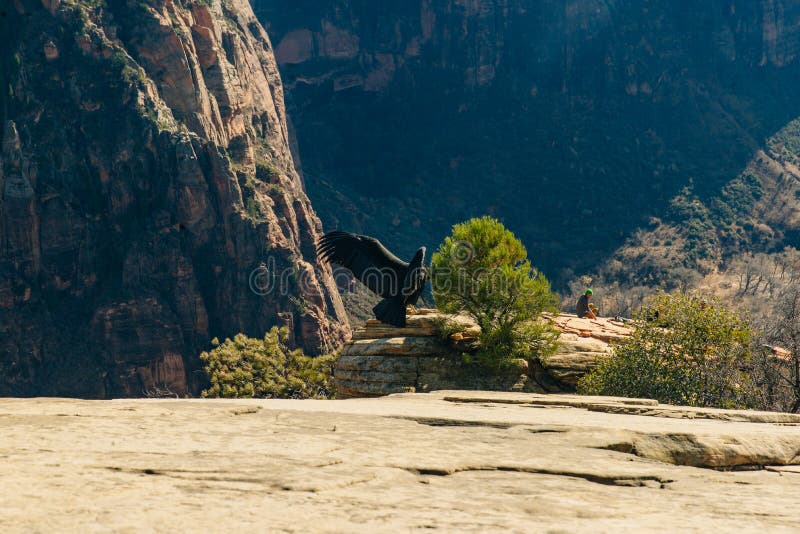 Big bird on Zion National Park in southwestern Utah near the town of Springdale, USA. Big bird Zion National Park is an American national park located in royalty free stock photography Big bird on Zion National Park in southwestern Utah near the town of Springdale, USA. Big bird Zion National Park is an American national park located in royalty free stock photography
