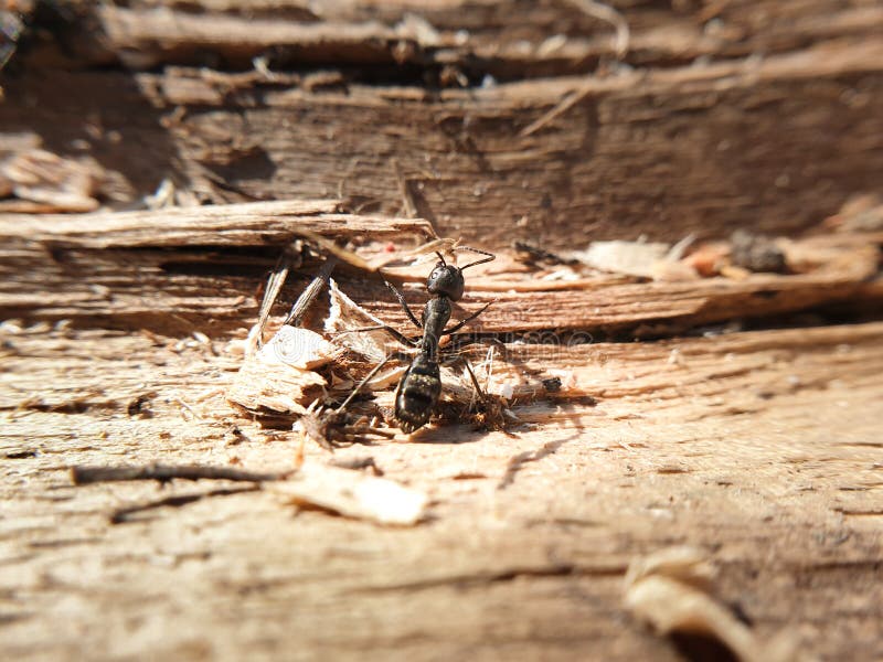 Big Black Ant Crawling on a Tree, Macroshoot Insects Stock Image