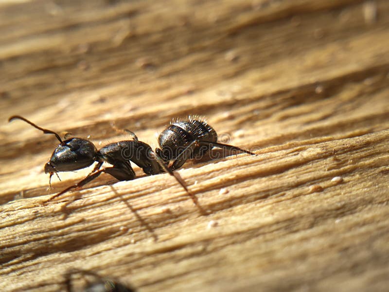 Big Black Ant Crawling on a Tree, Macroshoot Insects Stock Photo