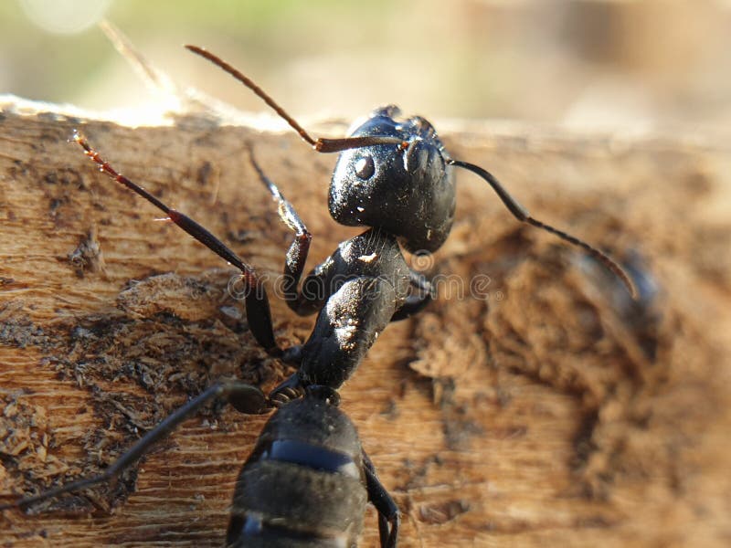 Big Black Ant Crawling on a Tree, Macroshoot Insects Stock Image