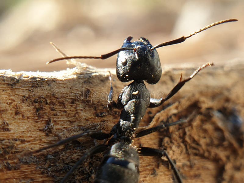 Big Black Ant Crawling on a Tree, Macroshoot Insects Stock Photo