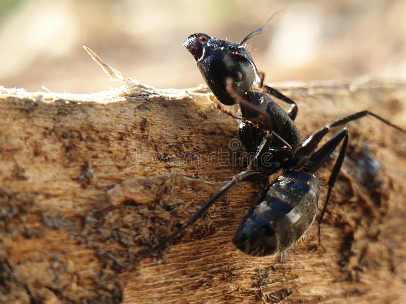 Big Black Ant Crawling on a Tree, Macroshoot Insects Stock Image