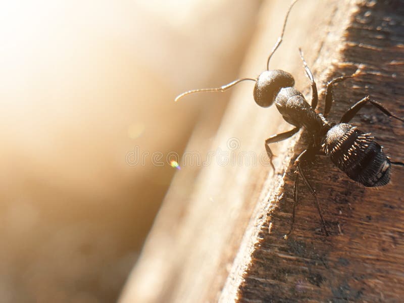 Big Black Ant Crawling on a Tree, Macroshoot Insects Stock Image