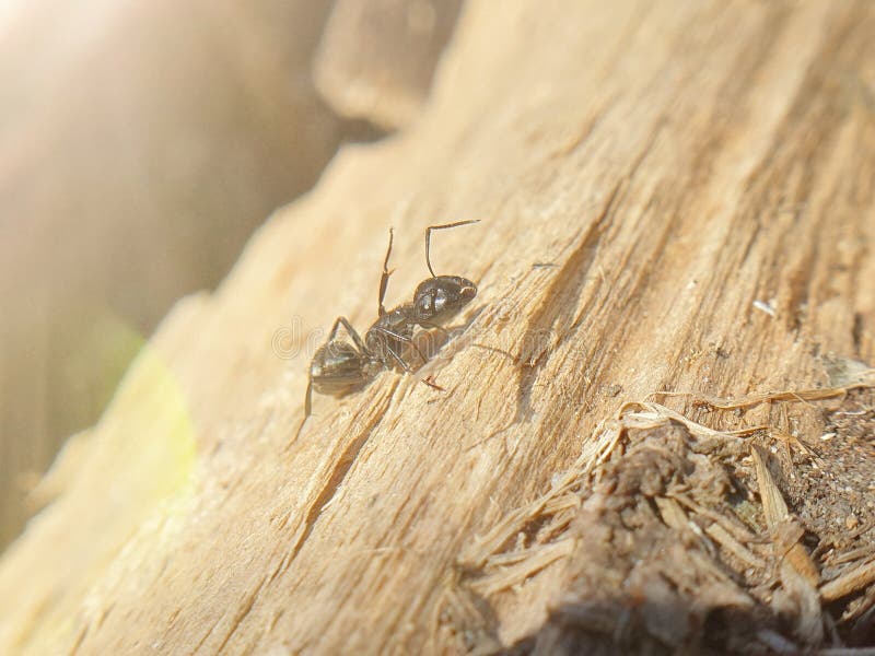 Big Black Ant Crawling on a Tree, Macroshoot Insects Stock Photo