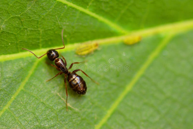 Big Black Ant on a Green Leaf, Macro Stock Photo Image of warrior