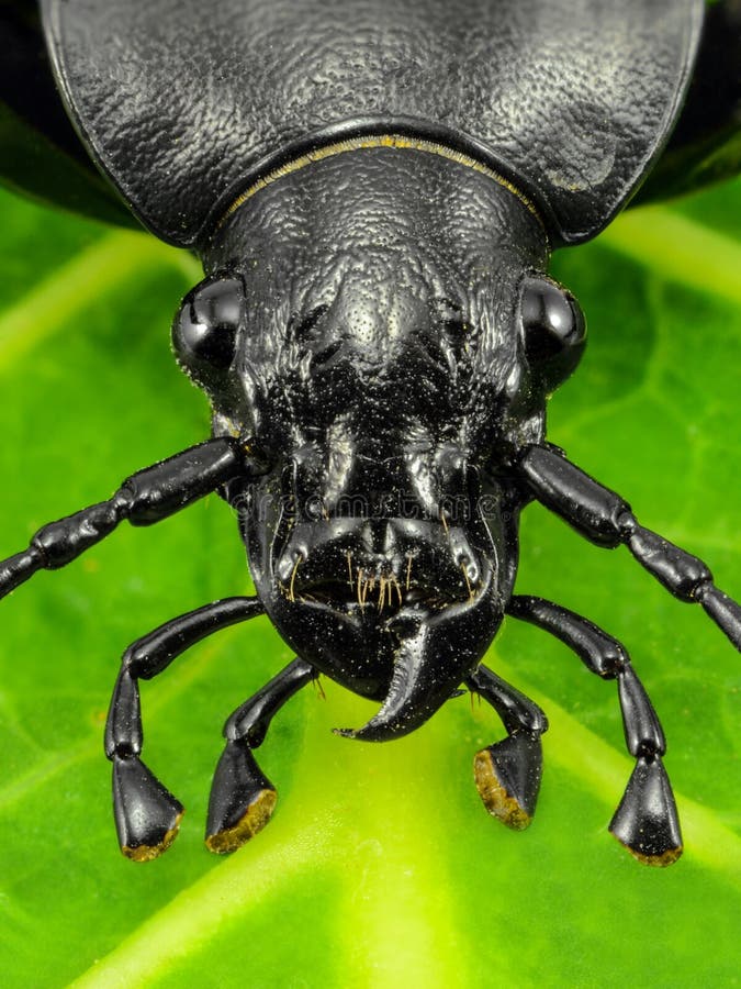 Black Beetle Macro Front View Big Fangs, Long Antennas Black Bug