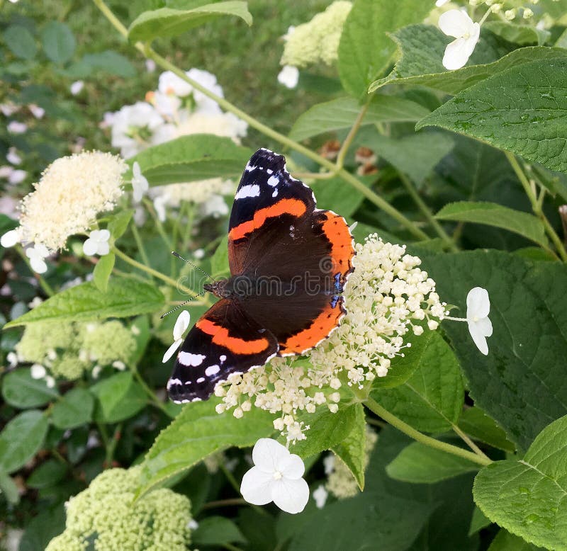 Big black butterfly Monarch walks on plant with flowers and green leaves after feeding. Butterfly monarch flying around a flower waving his beautiful bright wings. Moustached butterfly flying away.