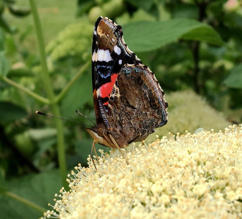 Big black butterfly Monarch walks on plant with flowers and green leaves after feeding. Butterfly monarch flying around a flower waving his beautiful bright wings. Moustached butterfly flying away.