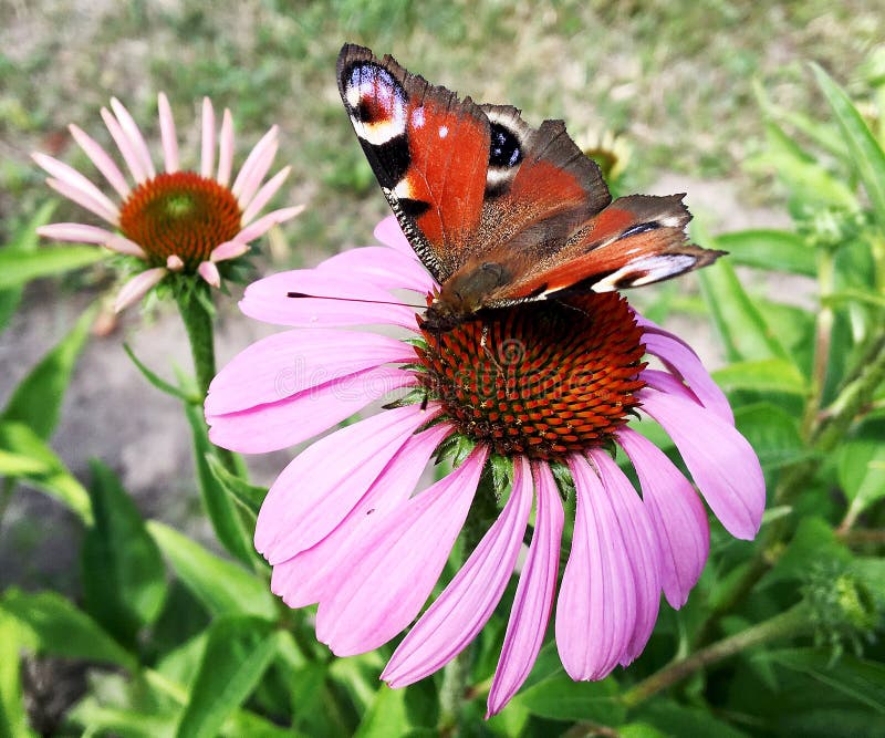 Big black butterfly Monarch walks on plant with flowers and green leaves after feeding. Butterfly monarch flying around a flower waving his beautiful bright wings. Moustached butterfly flying away.