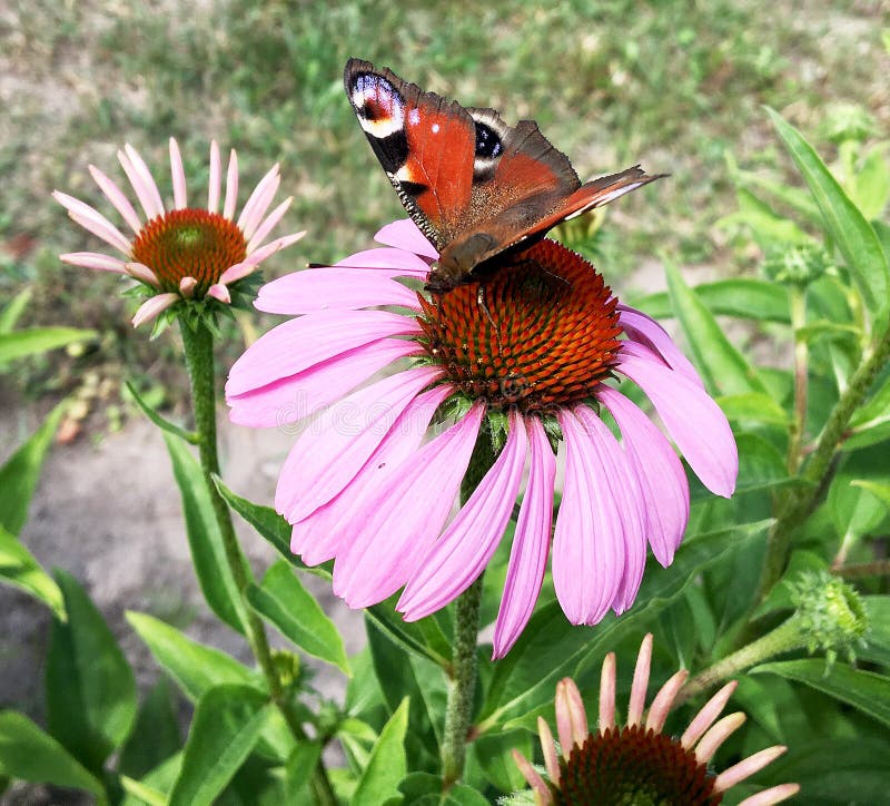 Big black butterfly Monarch walks on plant with flowers and green leaves after feeding. Butterfly monarch flying around a flower waving his beautiful bright wings. Moustached butterfly flying away.