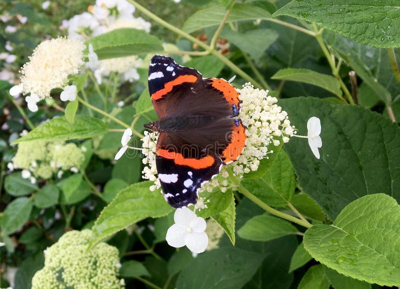 Big black butterfly Monarch walks on plant with flowers and green leaves after feeding. Butterfly monarch flying around a flower waving his beautiful bright wings. Moustached butterfly flying away.