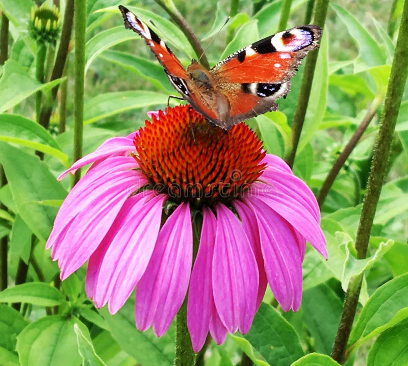 Big black butterfly Monarch walks on plant with flowers and green leaves after feeding. Butterfly monarch flying around a flower waving his beautiful bright wings. Moustached butterfly flying away.