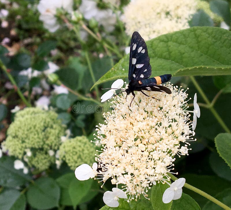 Big black butterfly Monarch walks on plant with flowers and green leaves after feeding. Butterfly monarch flying around a flower waving his beautiful bright wings. Moustached butterfly flying away.