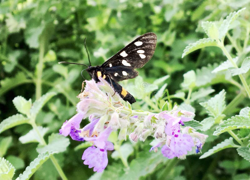 Big black butterfly Monarch walks on plant with flowers and green leaves after feeding. Butterfly monarch flying around a flower waving his beautiful bright wings. Moustached butterfly flying away.