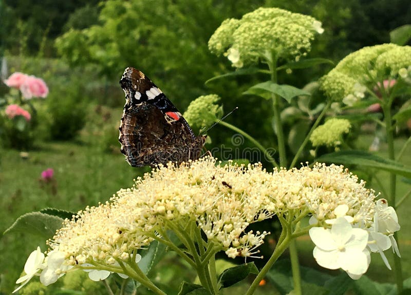 Big black butterfly Monarch walks on plant with flowers and green leaves after feeding. Butterfly monarch flying around a flower waving his beautiful bright wings. Moustached butterfly flying away.