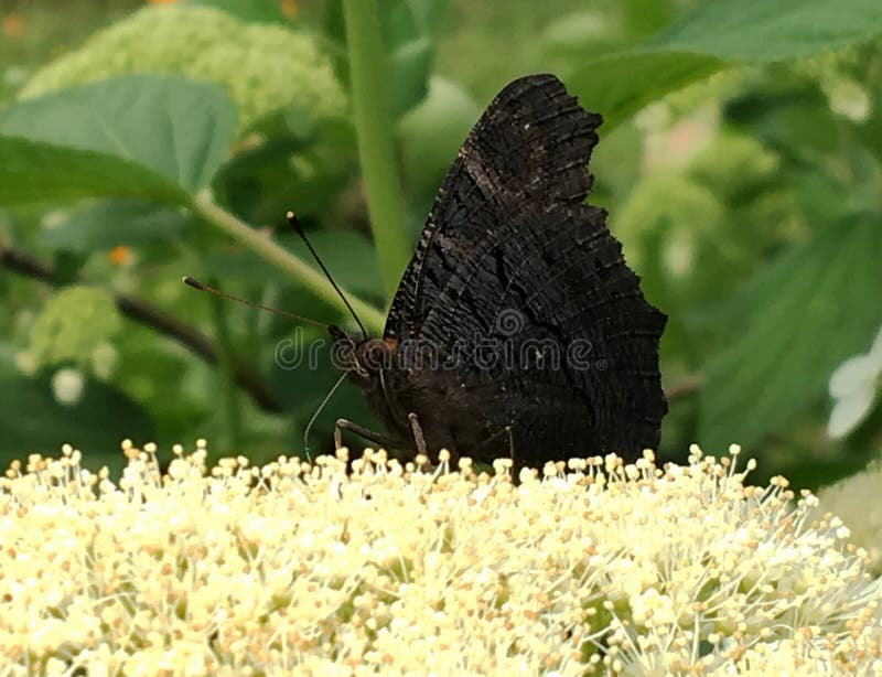 Big black butterfly Monarch walks on plant with flowers and green leaves after feeding. Butterfly monarch flying around a flower waving his beautiful bright wings. Moustached butterfly flying away.