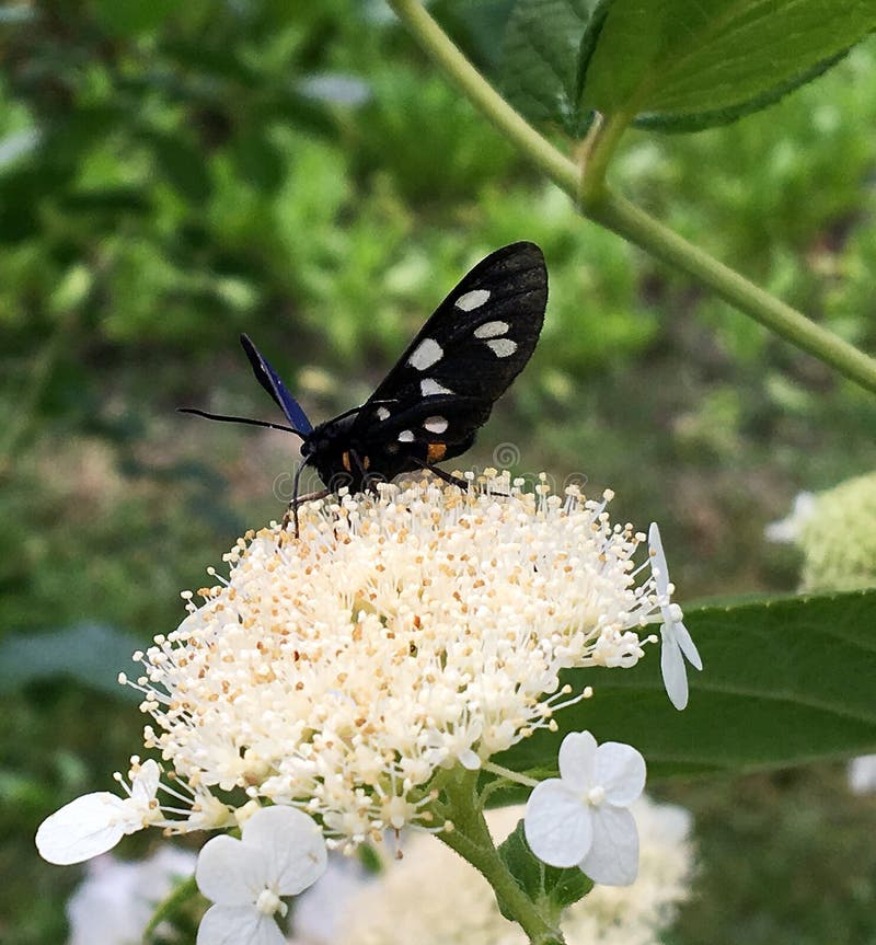 Big black butterfly Monarch walks on plant with flowers and green leaves after feeding. Butterfly monarch flying around a flower waving his beautiful bright wings. Moustached butterfly flying away.