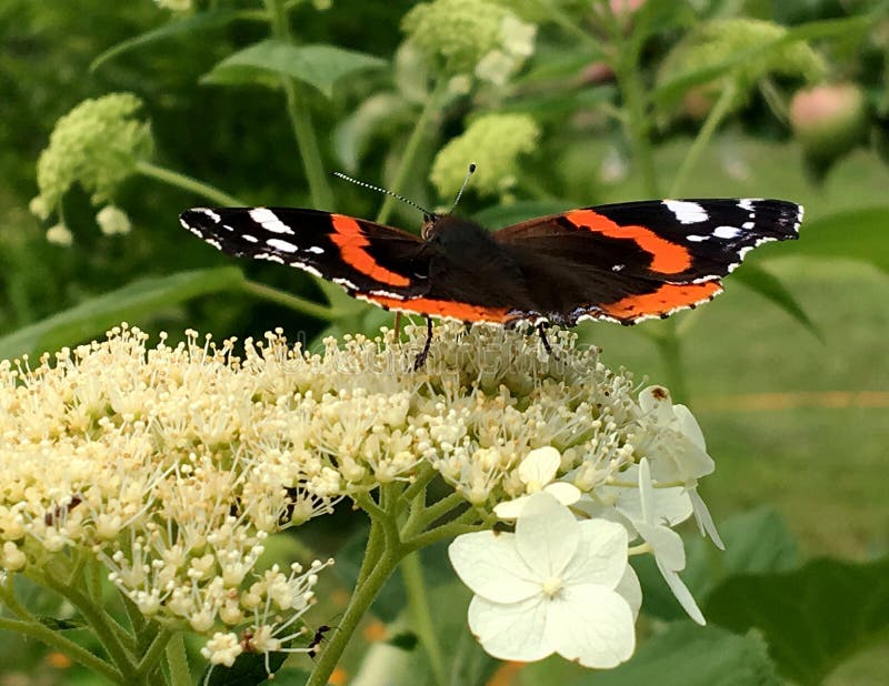 Big black butterfly Monarch walks on plant with flowers and green leaves after feeding. Butterfly monarch flying around a flower waving his beautiful bright wings. Moustached butterfly flying away.