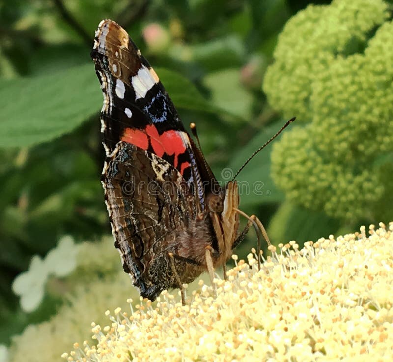 Big black butterfly Monarch walks on plant with flowers and green leaves after feeding. Butterfly monarch flying around a flower waving his beautiful bright wings. Moustached butterfly flying away.